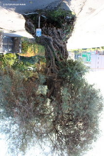 Ulivo del Canalicchio